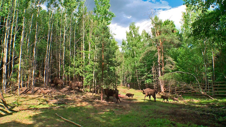 Кедрово-Елово Пихтовой тайги