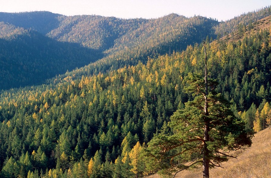 Белоруссия заповедник Беловежская пуща