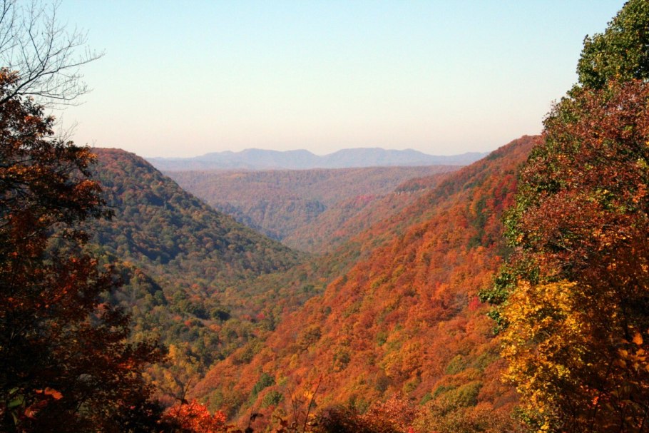 Наземная экосистема лес