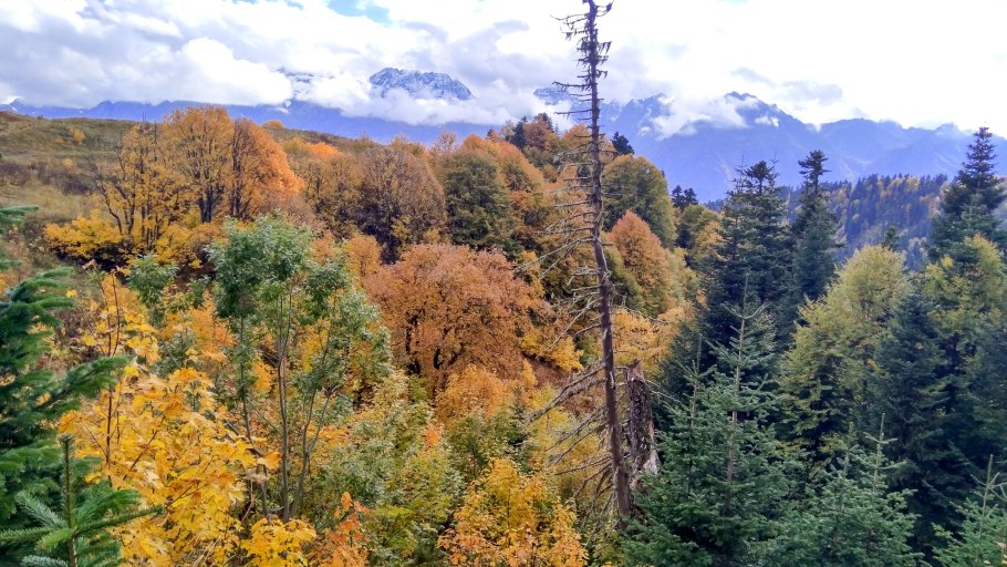 Кавказский заповедник лес