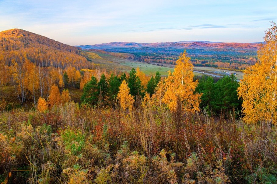 Приокско-Террасный заповедник березовый лес