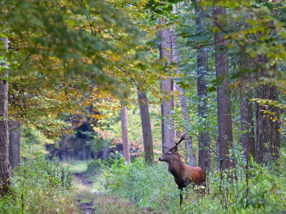 Тайга и широколиственные леса