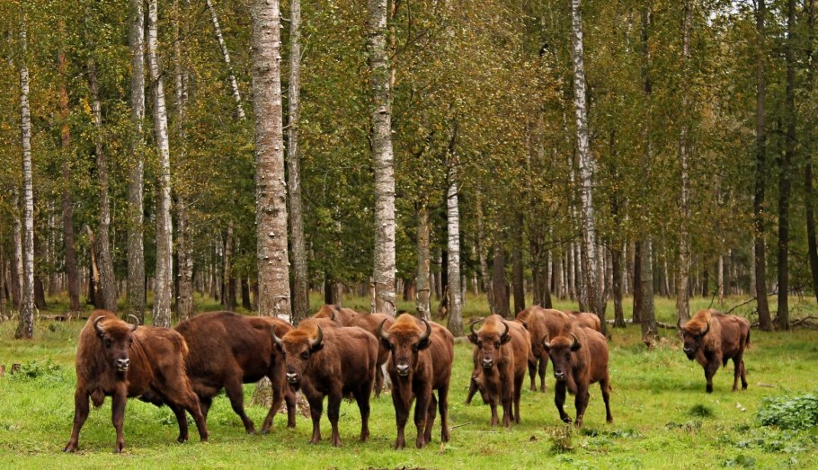 Белоруссия беловежская пуща заповедник