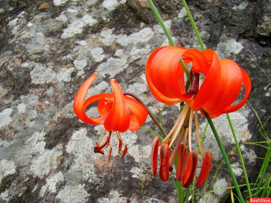 Лилия кудреватая листья