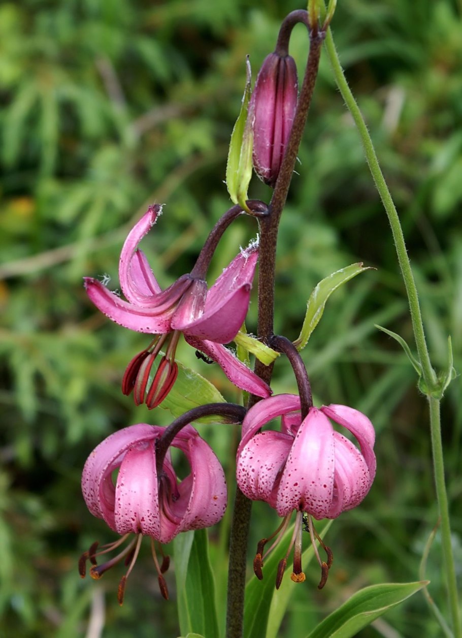 Лилия мартагон саранка
