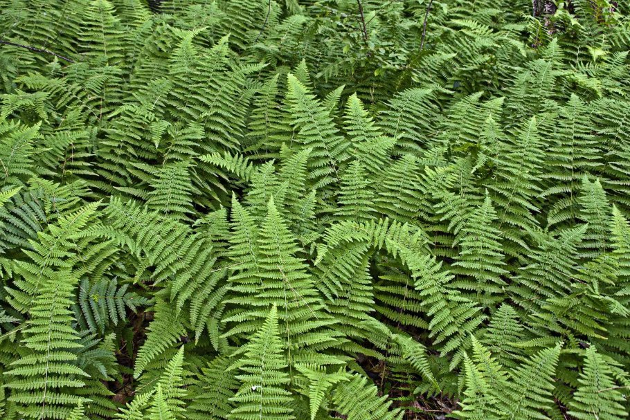 Жизненный цикл папоротниковых растений