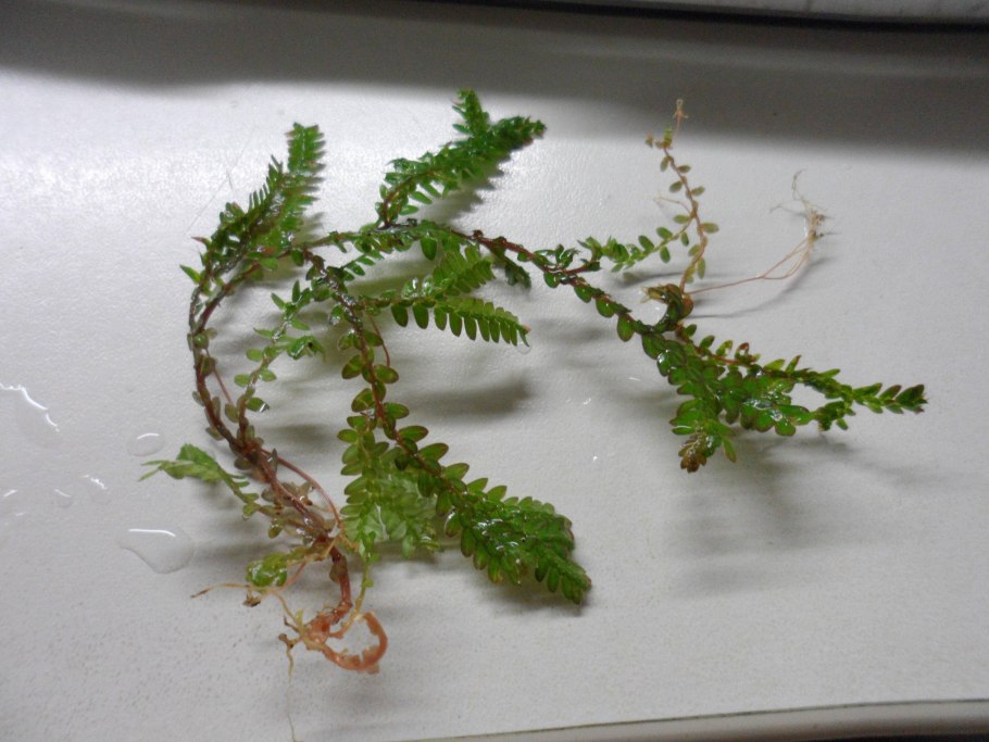 Болезни папоротника комнатного