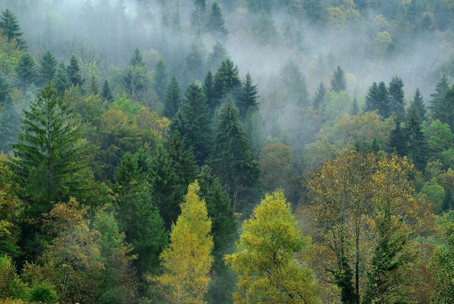 Хвойно-широколиственный лес