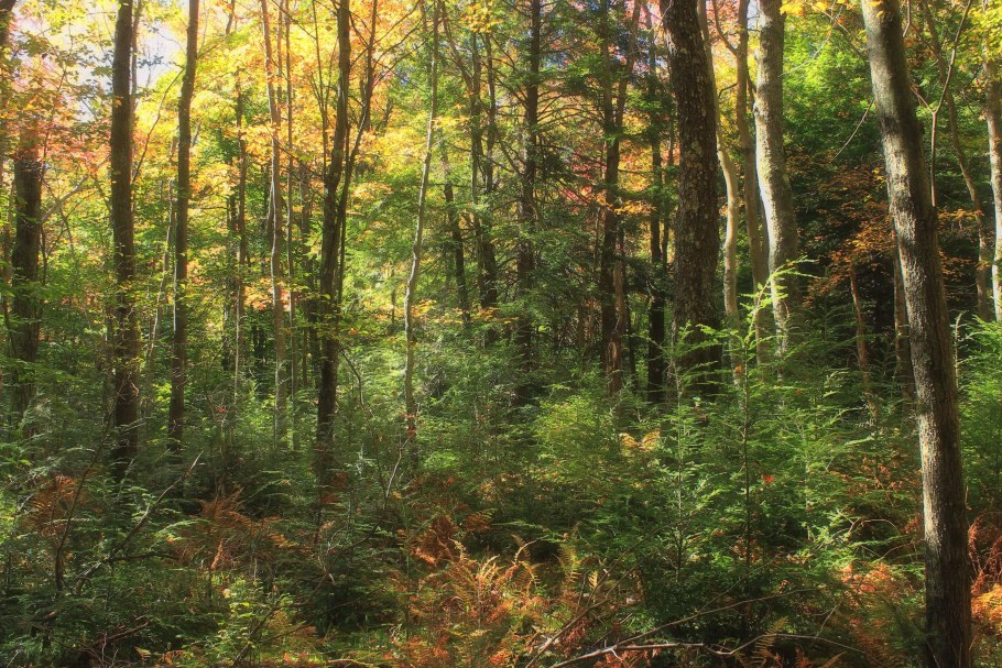 Хвойно-широколиственный лес