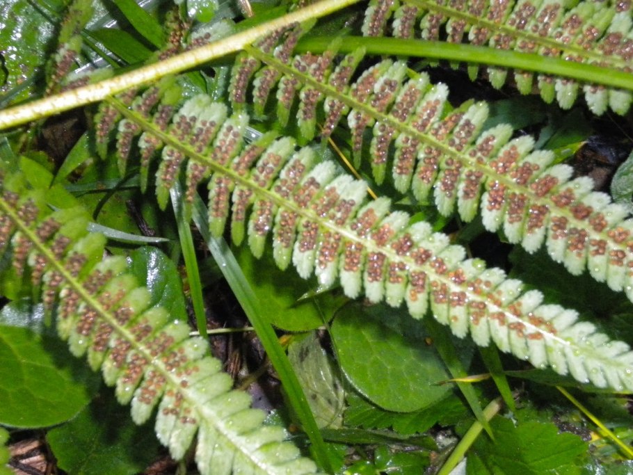 Вудсия Альпийская (Woodsia Alpina)