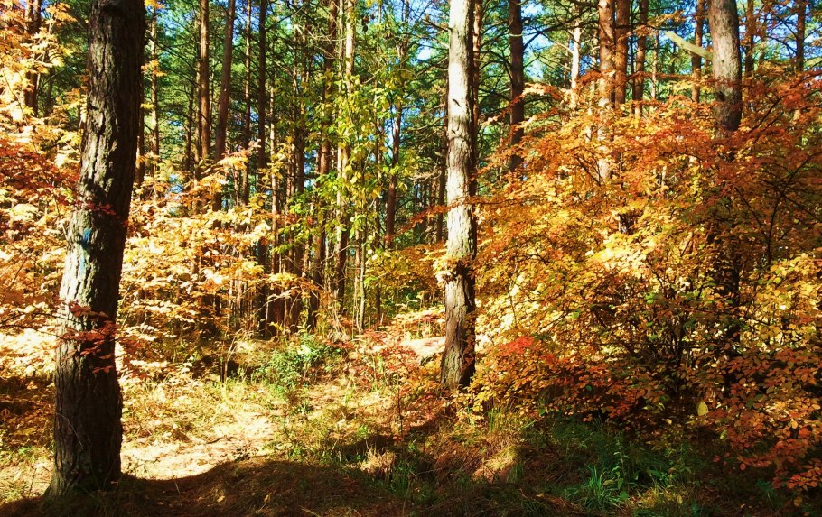 Широколиственный лес Евразии