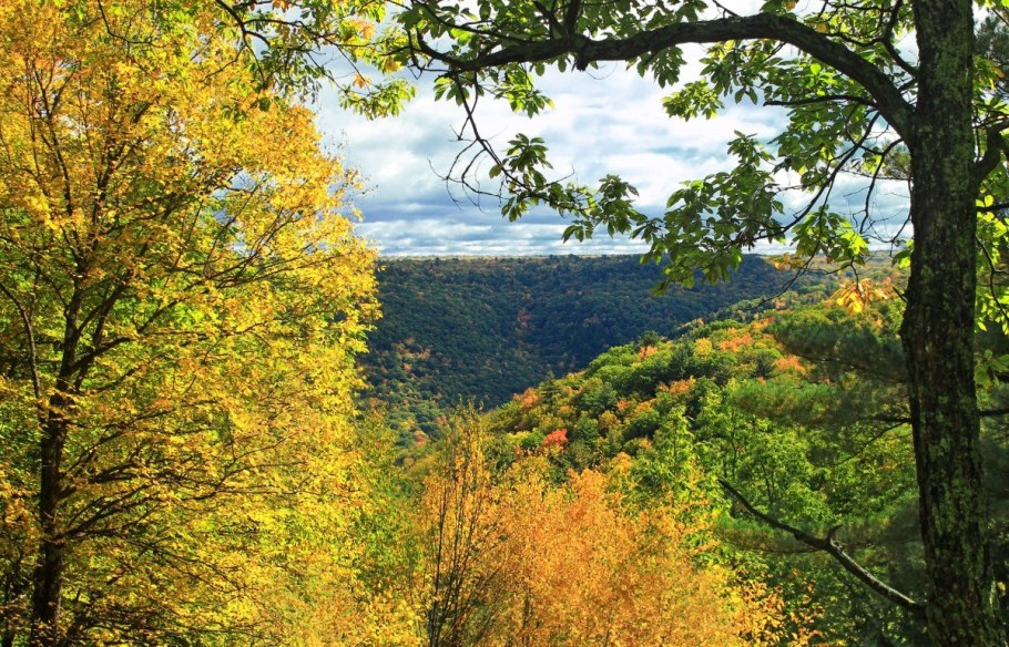Широколиственный лес Кавказа