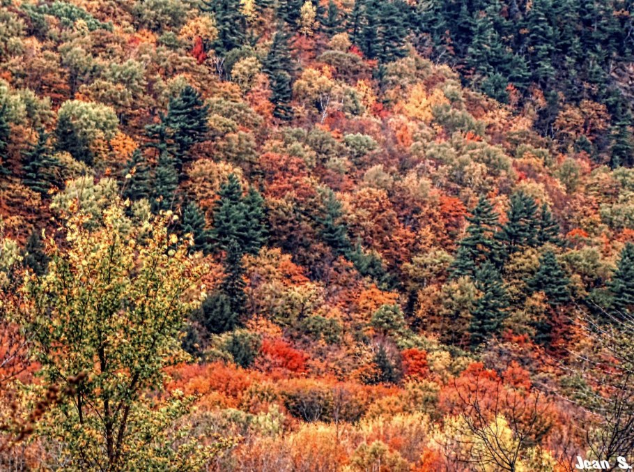 Широколиственные леса Испании