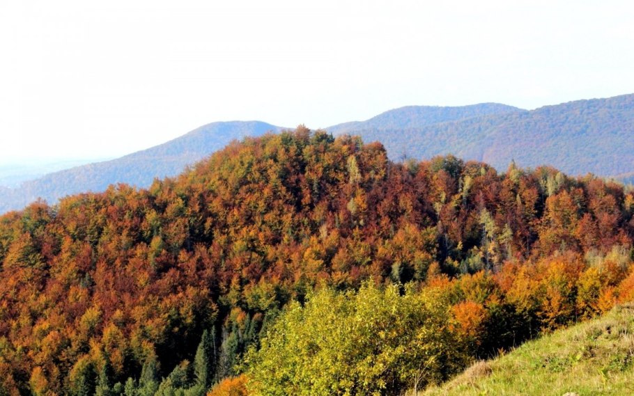 Широколиственный лес дальнего Востока