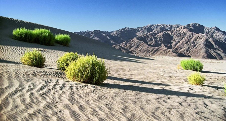 Ксерофиты пустынь