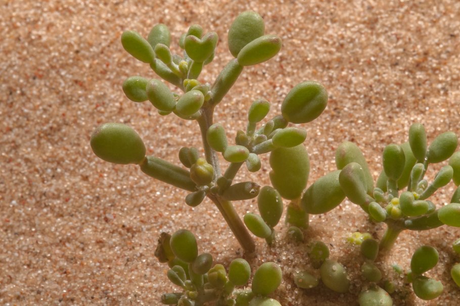 Акация тортилис