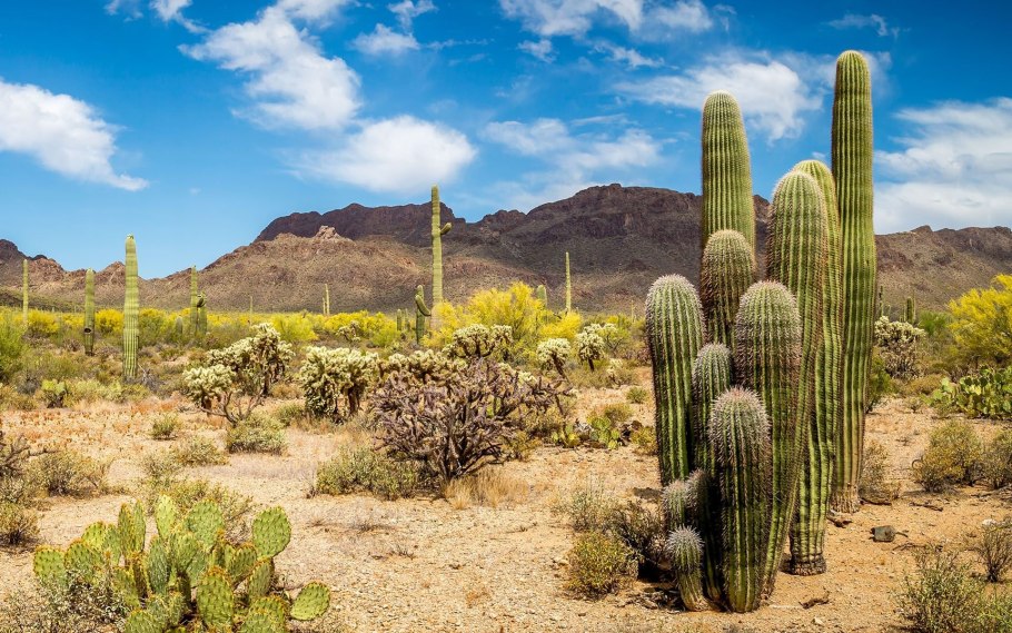 Кактус опунция в пустыне