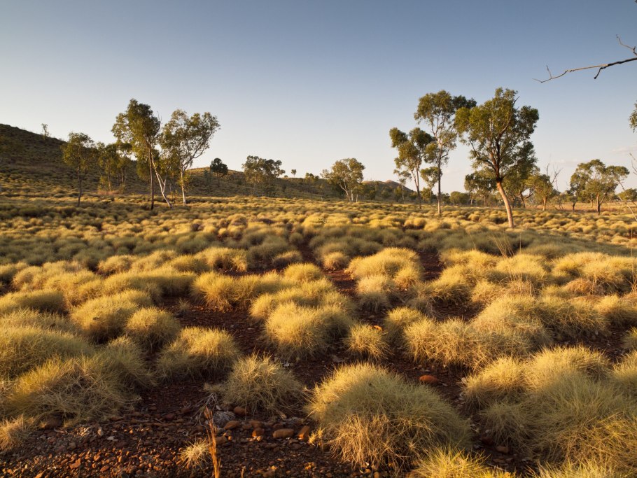 Спинифекс в Австралии