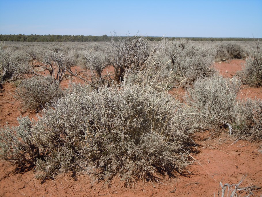 Джузгун растение пустыни