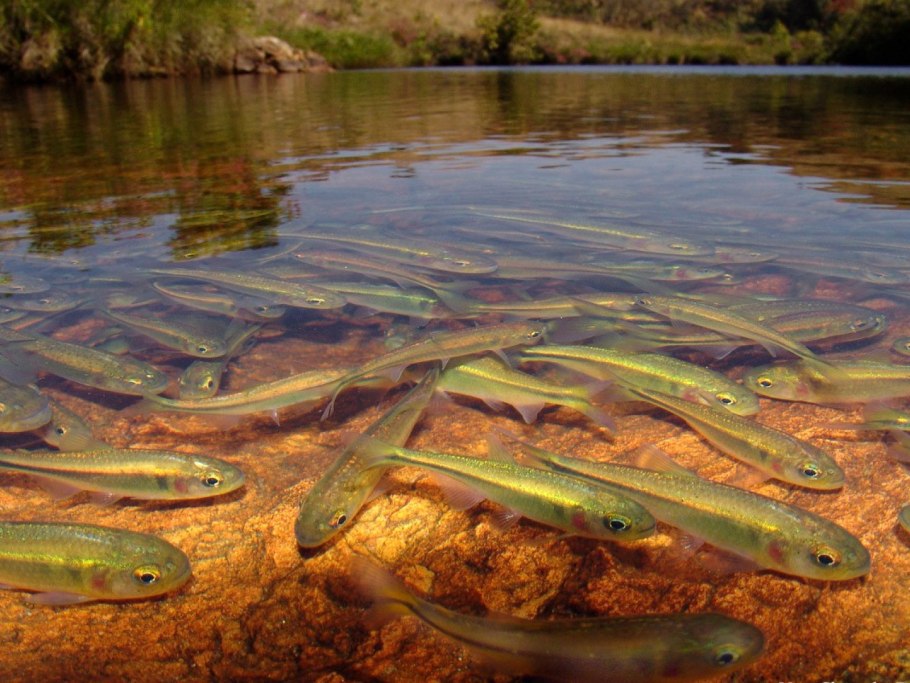 Пресноводные водоемы