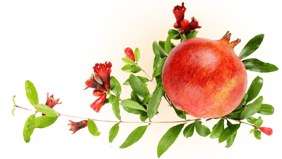 Гранатовое дерево на белом фоне