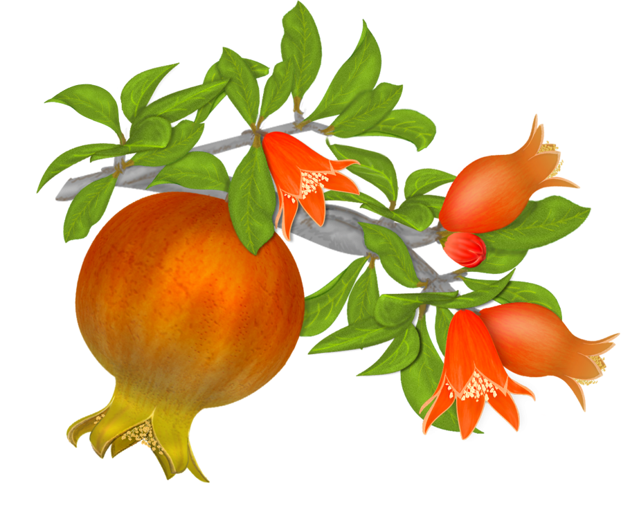 Сочный гранат на белом фоне