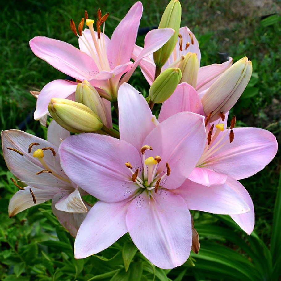 Лилия ла-гибрид Свит Шугар