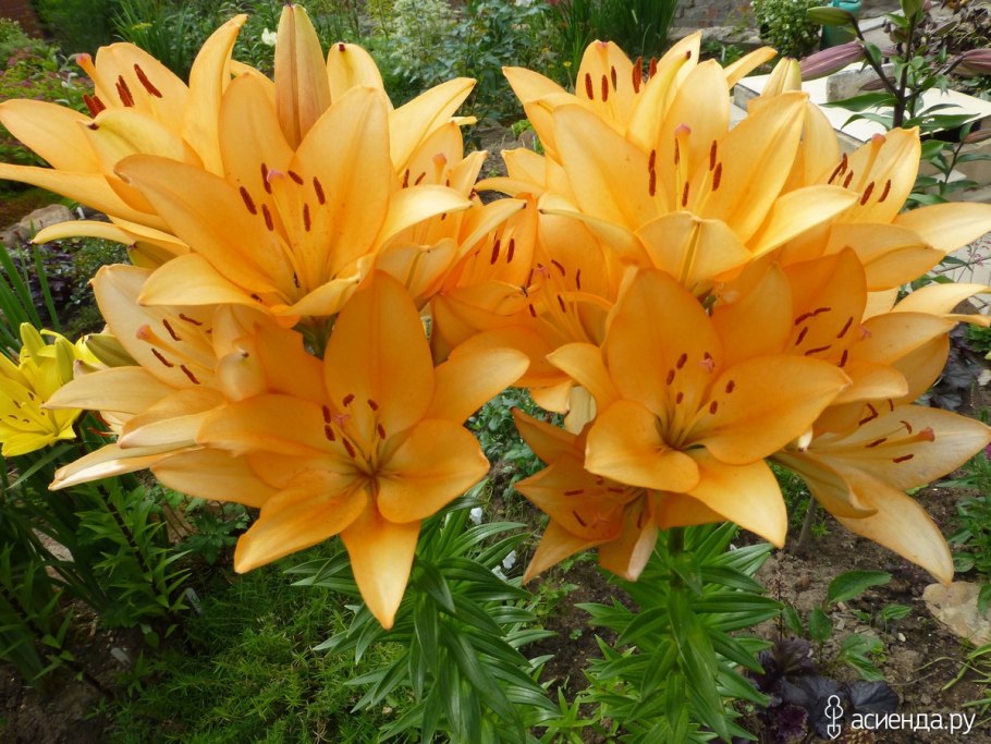 Лилия ла Бриндизи