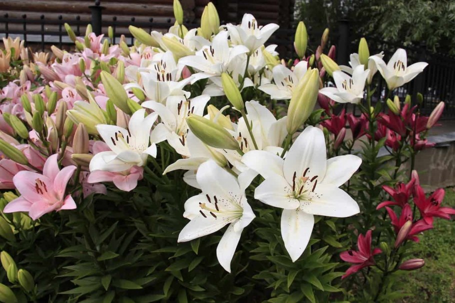 Лилия глосси Вингс