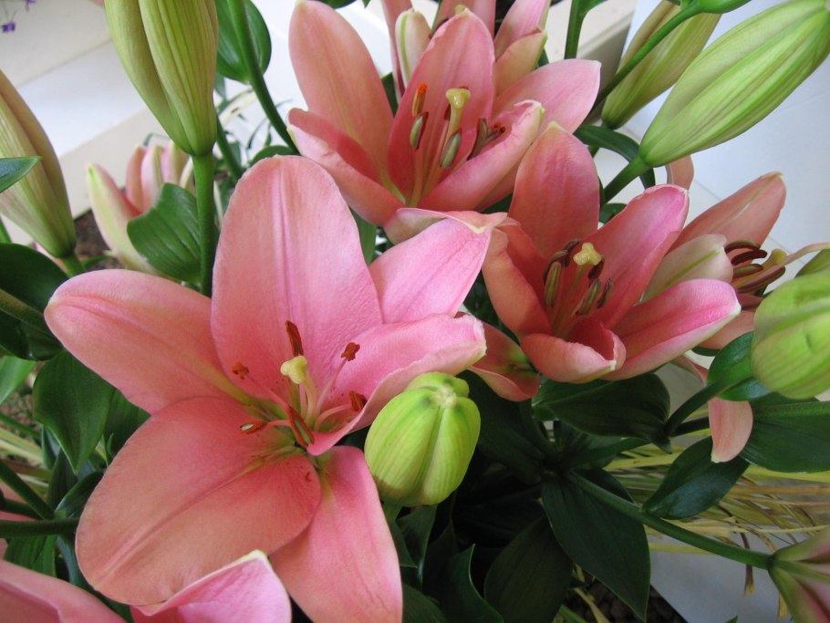 Лилия Голден ТАЙКУН