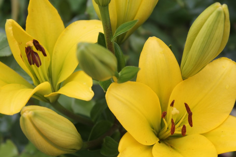 Лилия Брайт бриллиант