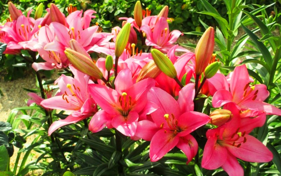 Лилии Динамикс la гибрид