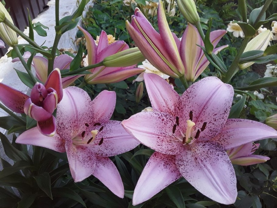 Лилия ла-гибрид Ройал Тринити