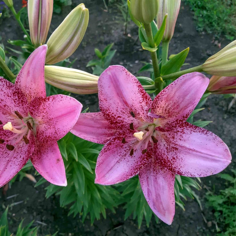 Лилия ла гибрид Атакама