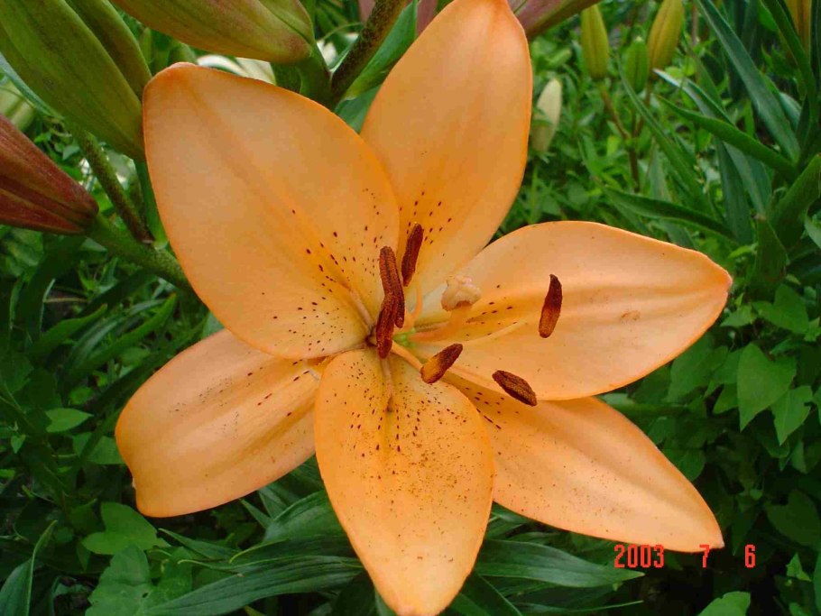 Лилия ла-гибрид Бриндизи