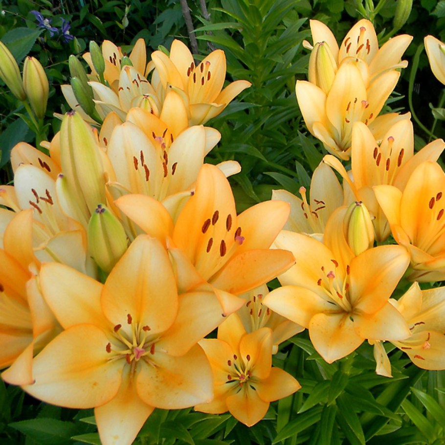 Лилия Айлинер 14/16 ла-гибрид