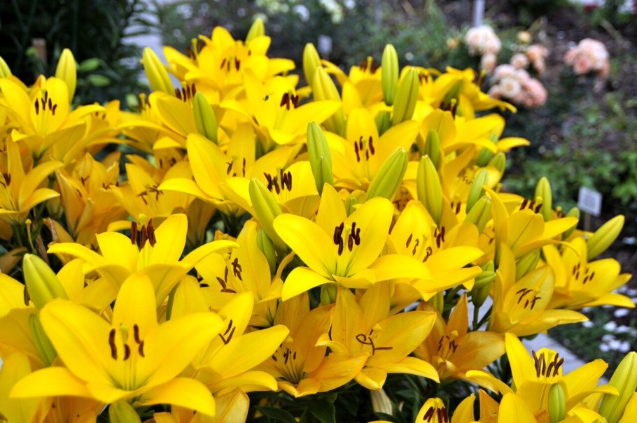 Лилия ла-гибрид "Коголето" (Cogoleto)