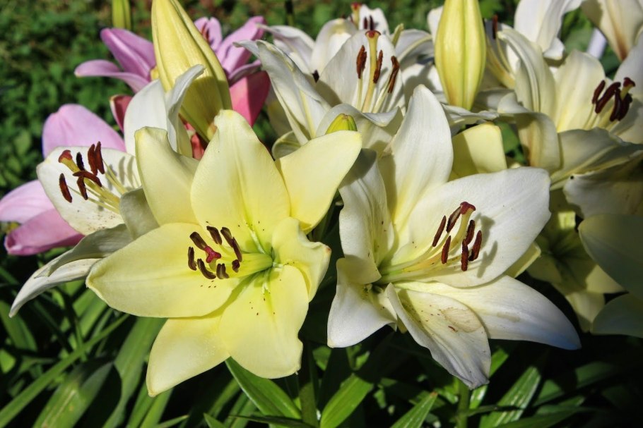 Лилии айлайнер la гибрид