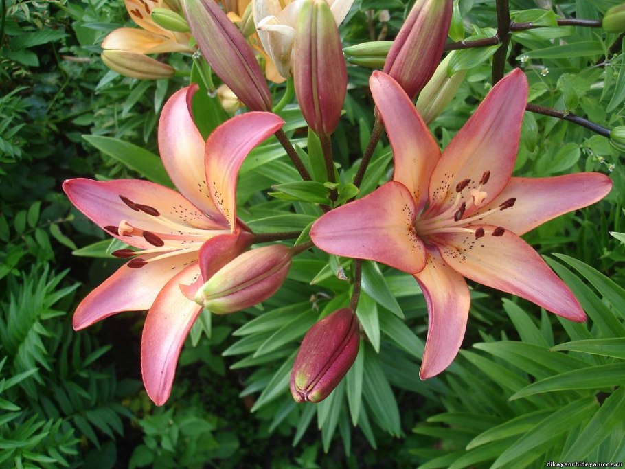 Лилия ла гибрид Павия