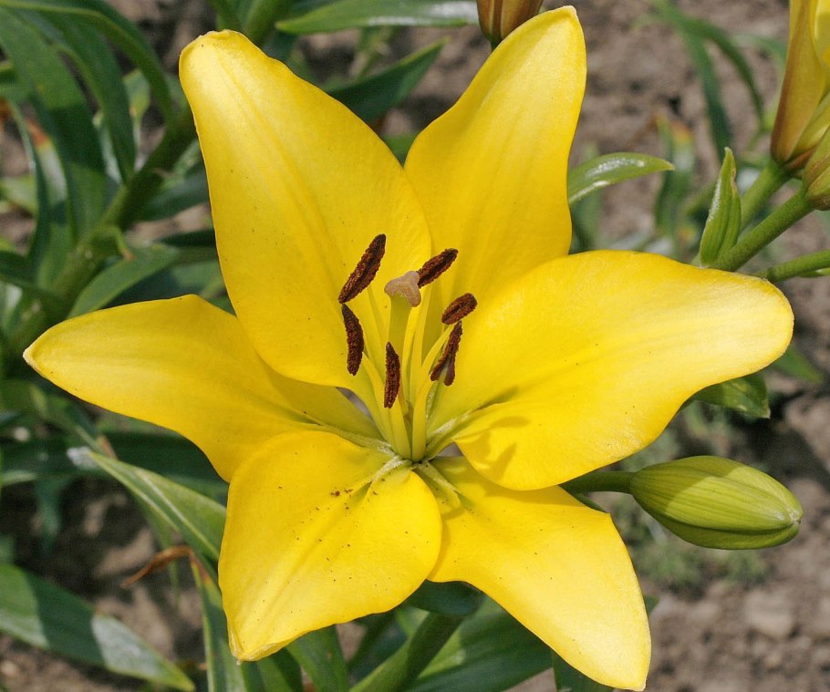 Лилия ла гибрид Роденго