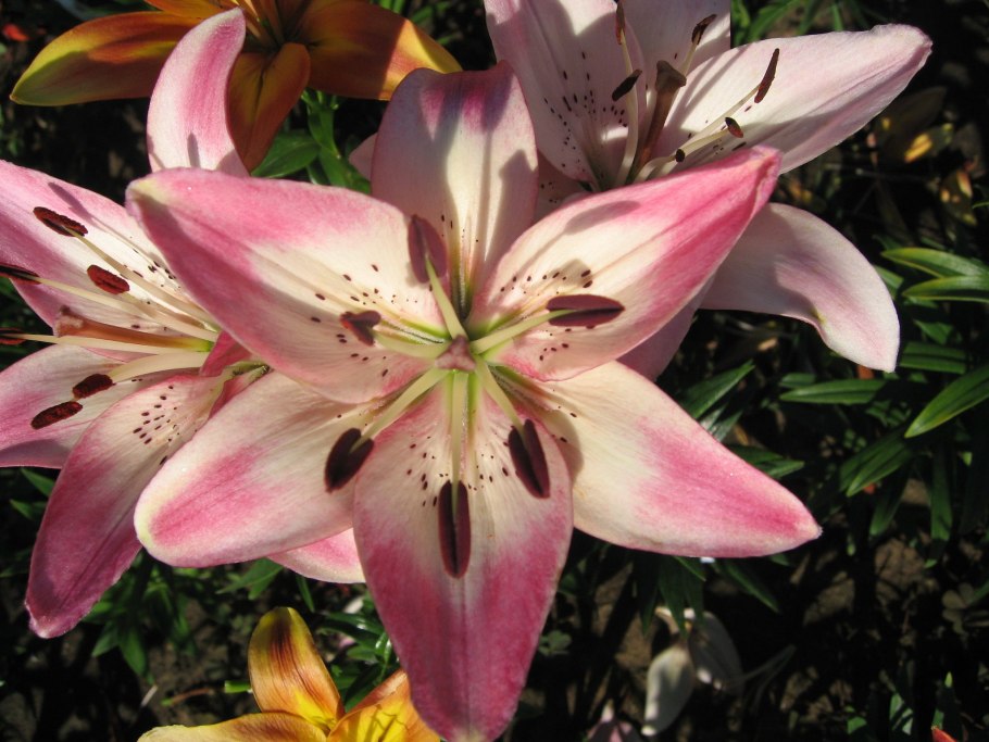 Лилия Мозелле (ла-гибрид)