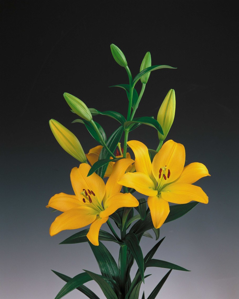 Лилии ла-гибриды Бриндизи