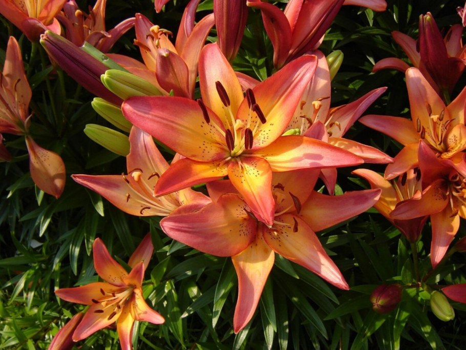 Лилия (ла-гибрид) Роял Сансет