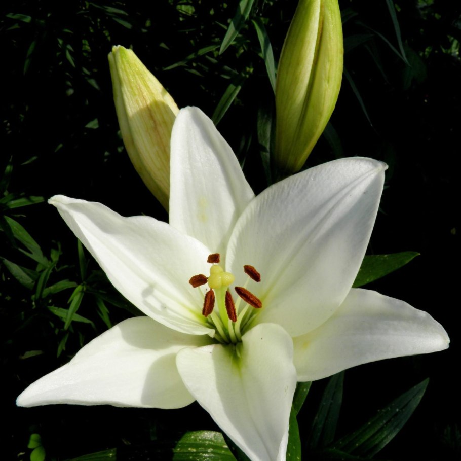 Лилия Мозелле (ла-гибрид)