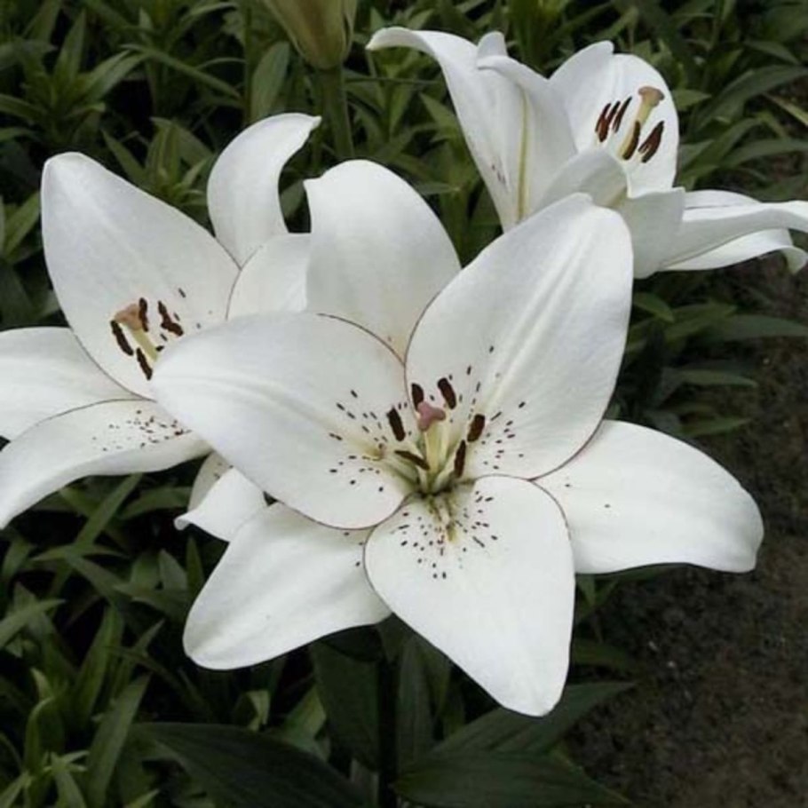 Лилия Ройал презент