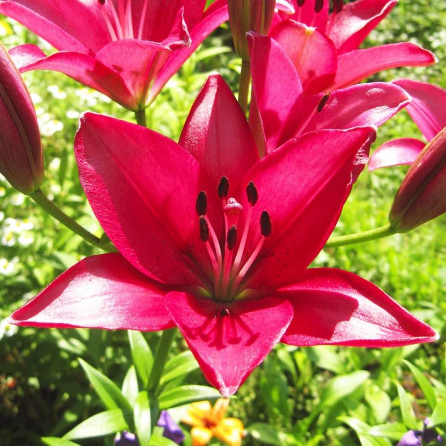 Лилия бестселлер (ла-гибрид)