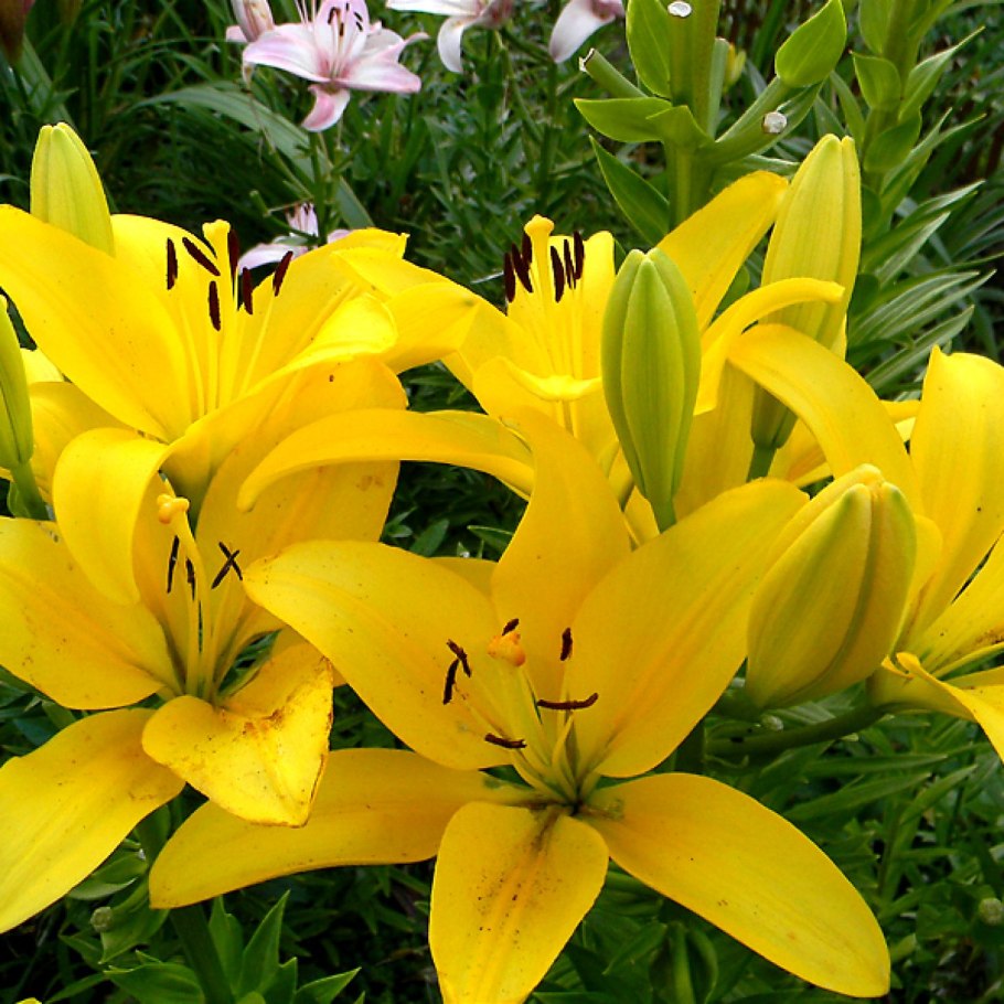 Лилия Эрколано (ла-гибриды)