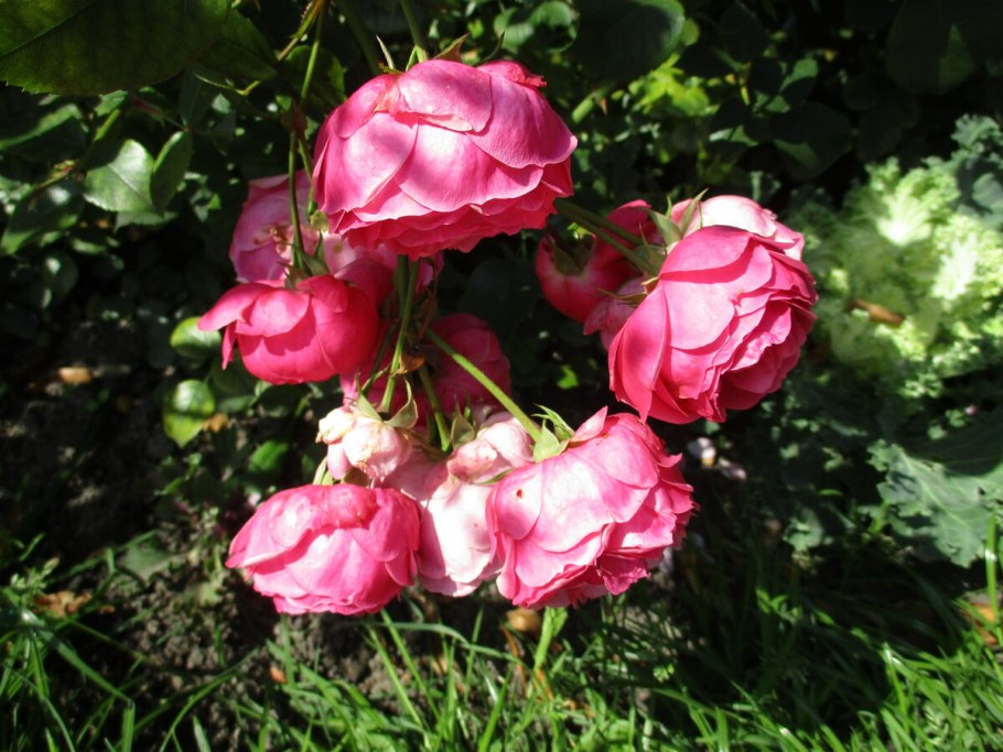 Роза Анжела Кордес