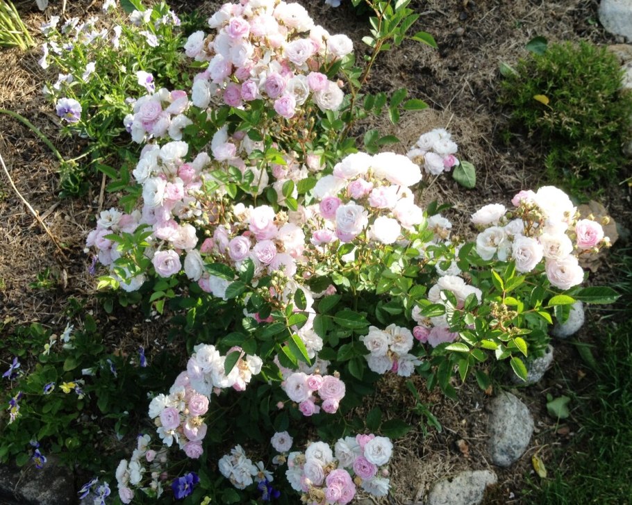 Роза флорибунда ангела