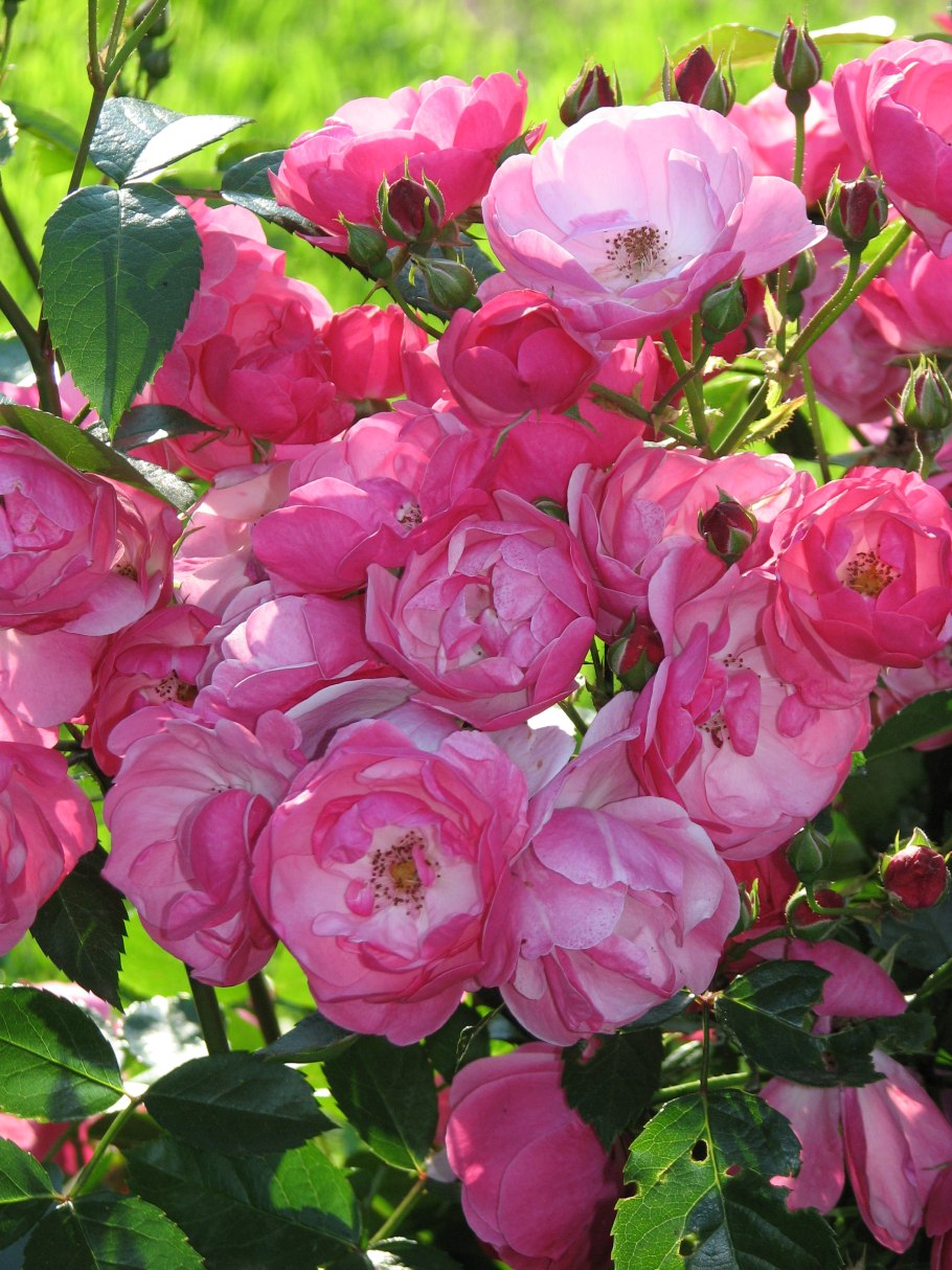 Роза флорибунда Angela